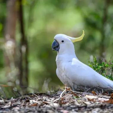 Pen ash av CF Gz Qtwoo unsplash