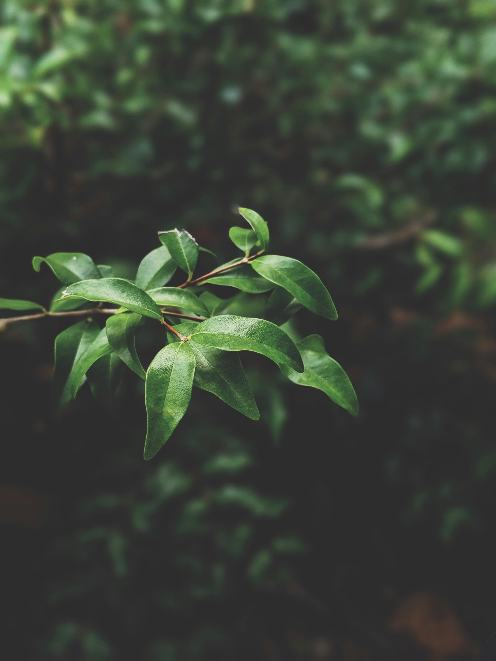 Pexels valeriiamiller 2506217 }}